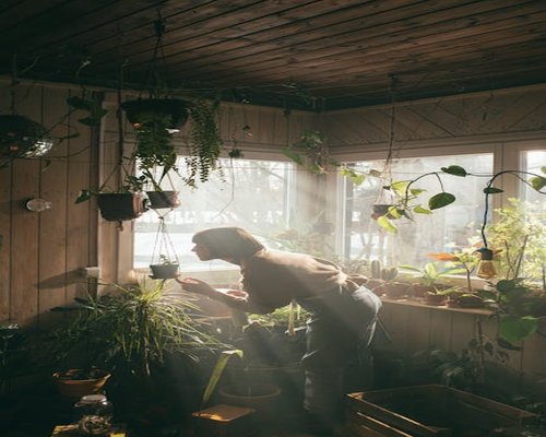 A cozy domestic living room setting filled with indoor green plants and sunlight