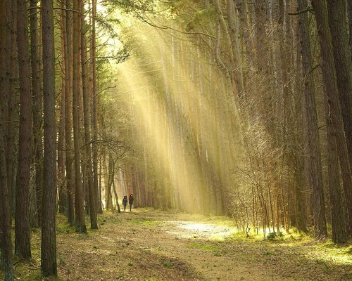 A person enjoying a gentle morning walk in a sunny park with green surroundings